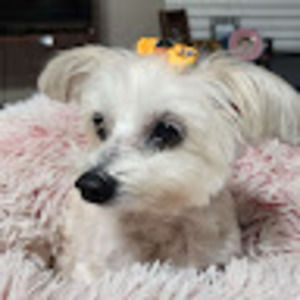 Meet your Posher, Audrey